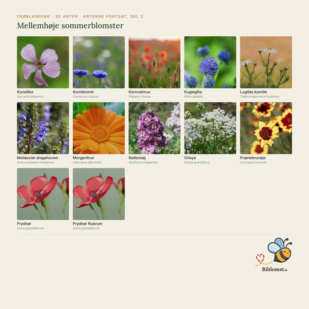 Biblomst mellemhøje sommerblomster – oversigt over arterne i blandingen (2)