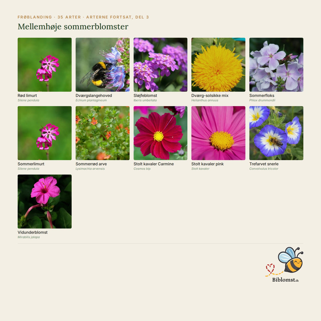 Biblomst mellemhøje sommerblomster – oversigt over arterne i blandingen (3)