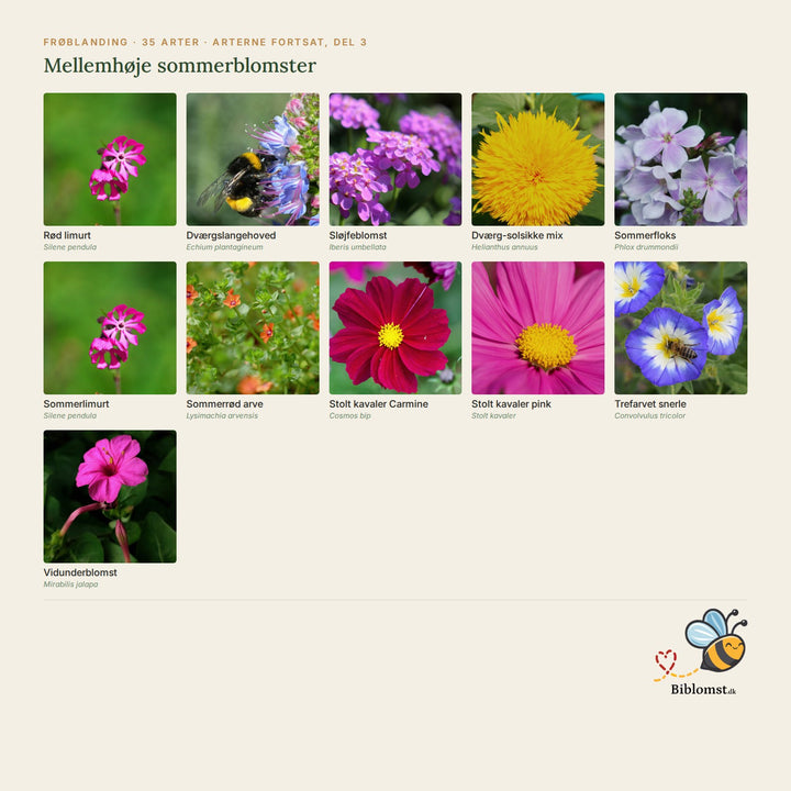 Biblomst mellemhøje sommerblomster – oversigt over arterne i blandingen (3)