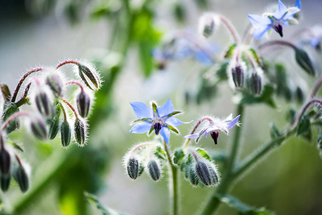 Hjulkrone – Borago officinalis