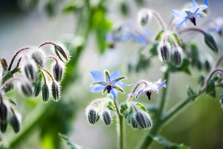 Hjulkrone – Borago officinalis