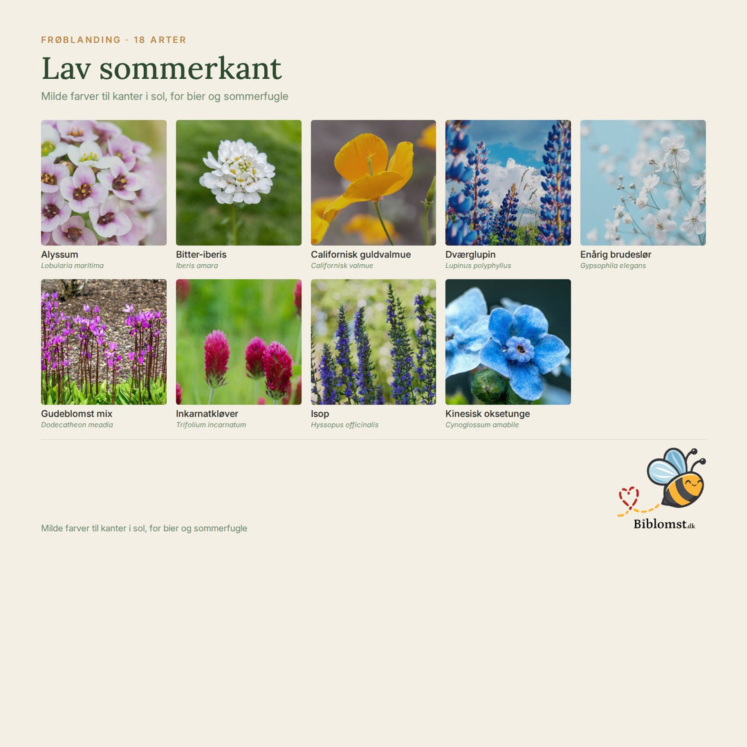 Biblomst lav sommerkant – oversigt over arterne i blandingen (1)