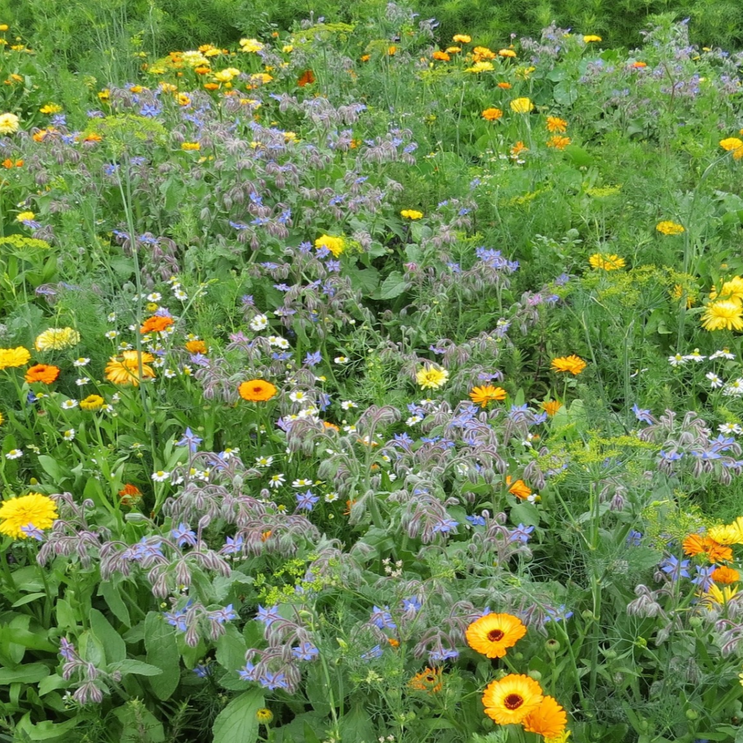 Biblomst gamle nytteurter i blomst – isop, rude og citronmelisse