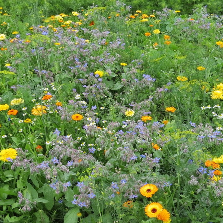 Biblomst gamle nytteurter i blomst – isop, rude og citronmelisse