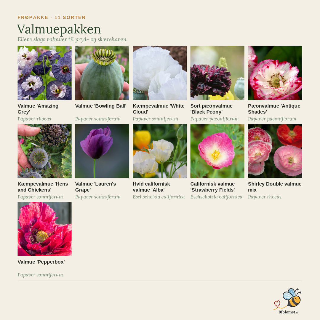 Valmuepakke – 11 sorter valmuefrø til pryd- og skærehaven – oversigt over sorterne i pakken (11)