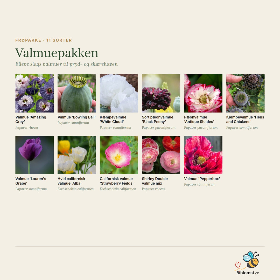Valmuepakke – oversigt over de elleve valmuesorter i pakken