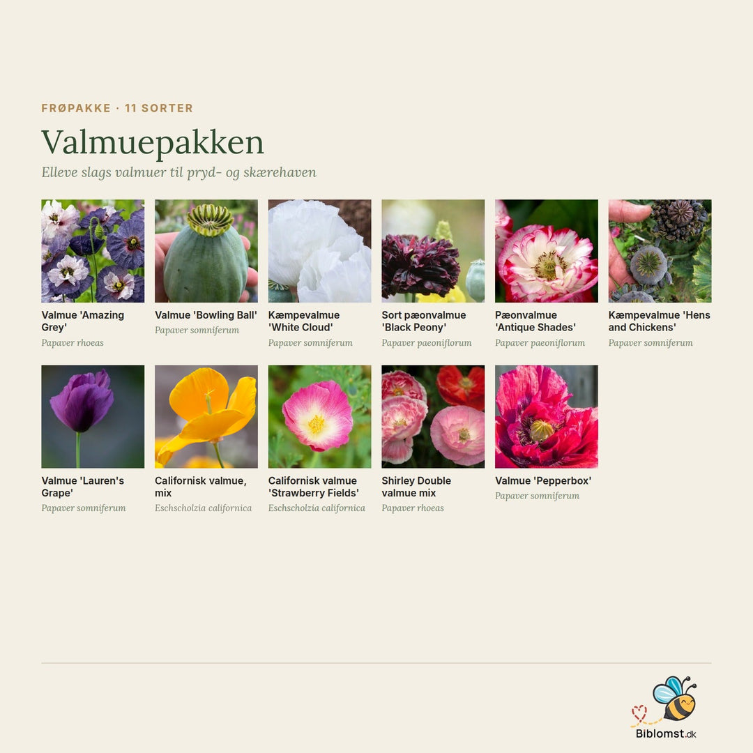 Valmuepakke – oversigt over de elleve valmuesorter i pakken