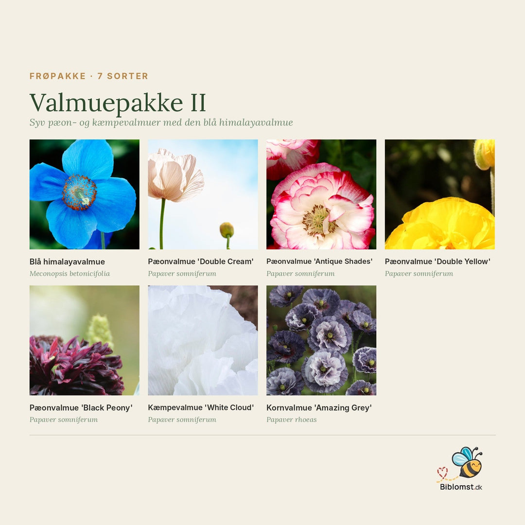 Valmuepakke II – oversigt over de syv valmuesorter i pakken