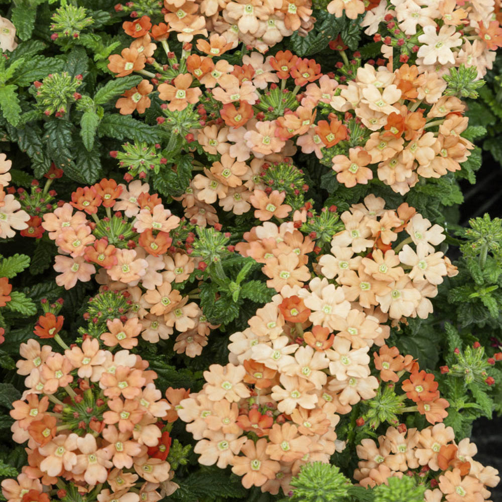 Aprikosfarvet verbena !  - Verbena hybrida nana compacta 'Apricot'