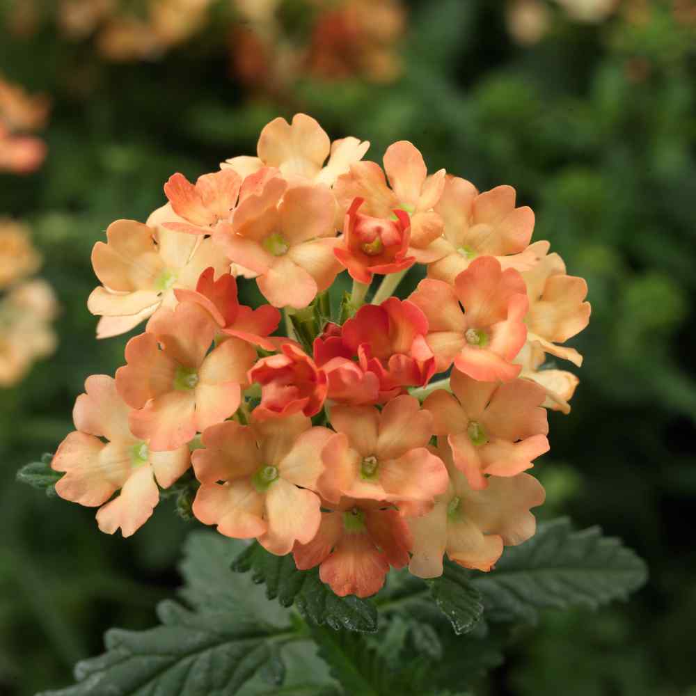 Aprikosfarvet verbena !  - Verbena hybrida nana compacta 'Apricot'