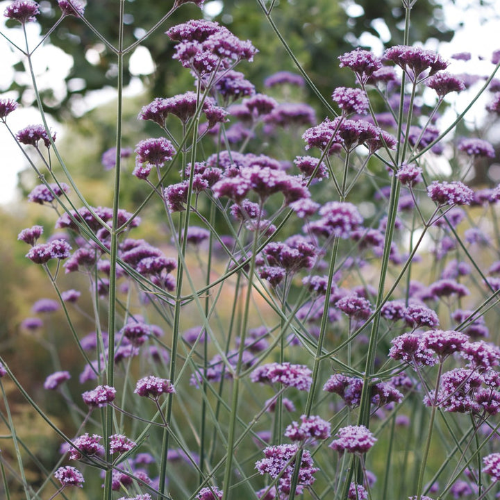 Kæmpe Verbena (Jernurt) - Finesse - verbena bonarensis