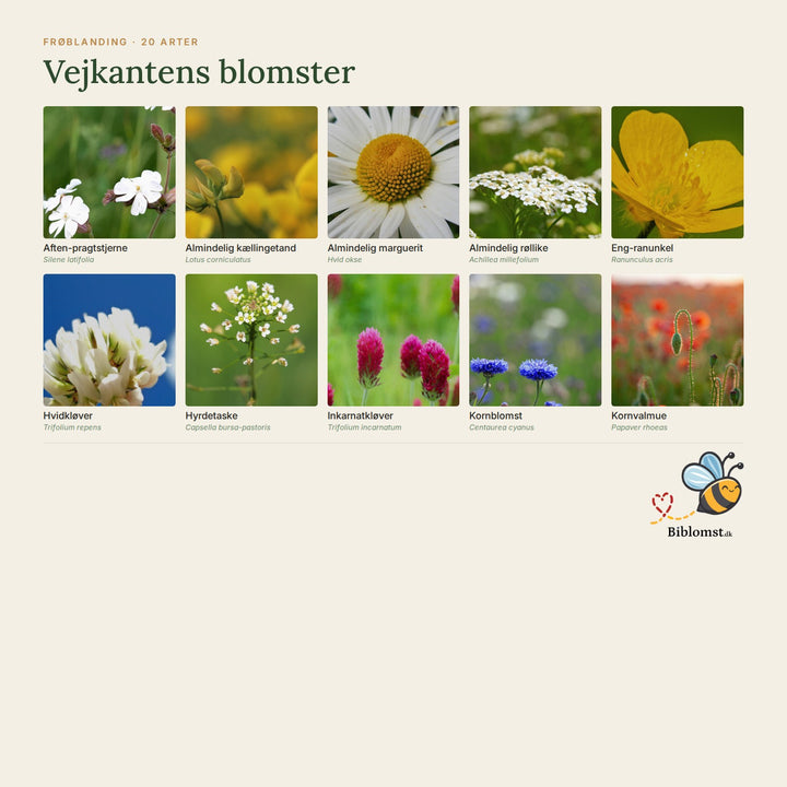 Biblomst Vejkantens blomster – oversigt over arterne i blandingen (1)
