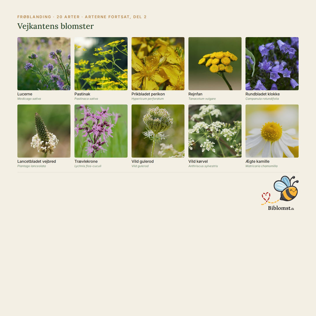Biblomst Vejkantens blomster – oversigt over arterne i blandingen (2)