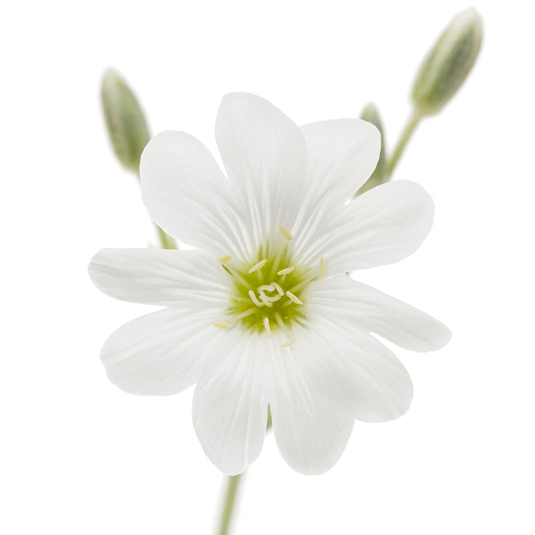Hønsetarm - Cerastium tomentosum
