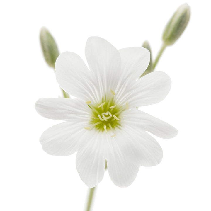 Hønsetarm - Cerastium tomentosum