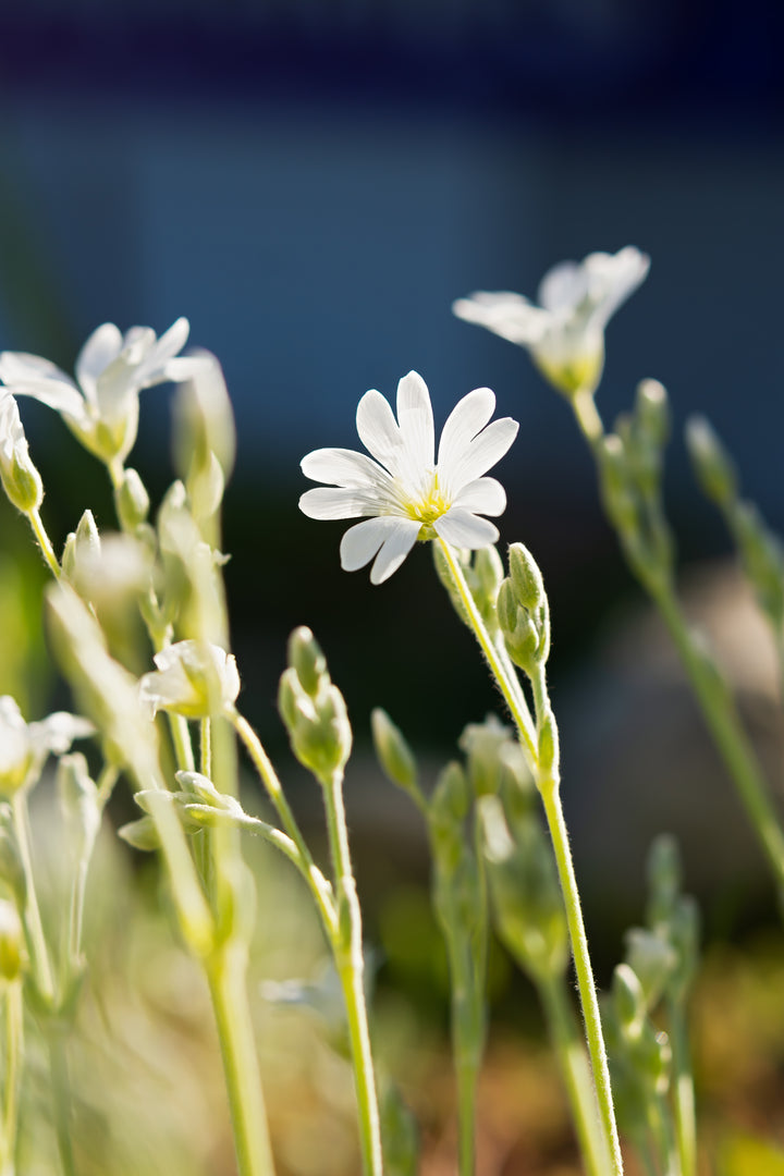 Hønsetarm - Cerastium tomentosum