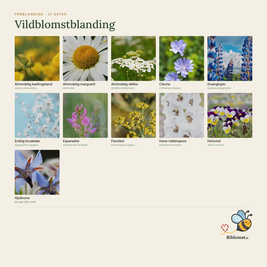 Biblomst Vildblomstblanding – oversigt over arterne i blandingen (1)