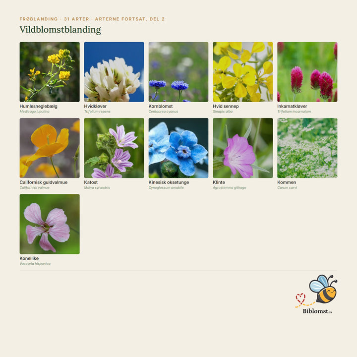 Biblomst Vildblomstblanding – oversigt over arterne i blandingen (2)