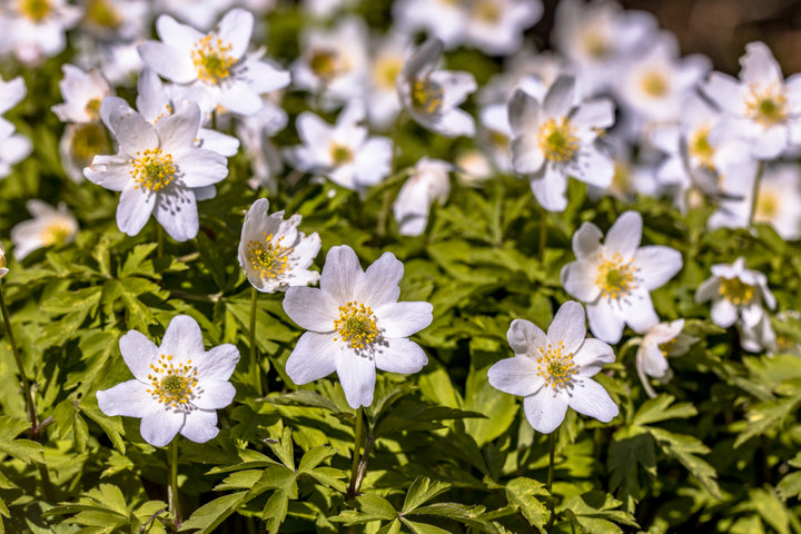 Hvid Anemone - Anemone nemorosa
