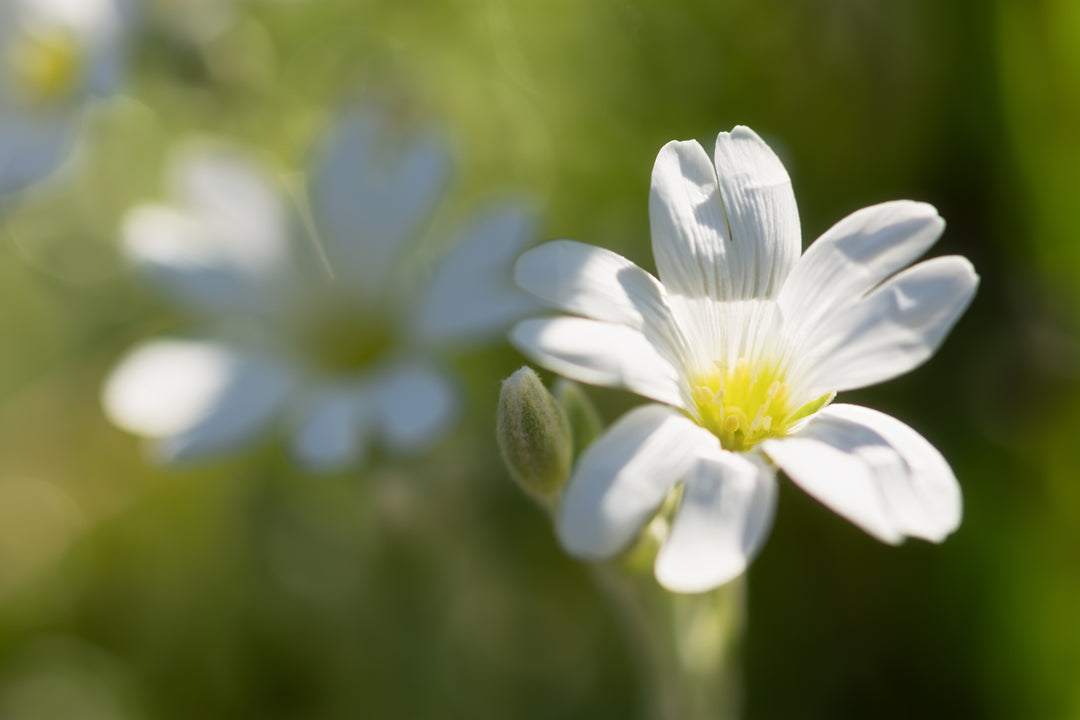Hønsetarm - Cerastium tomentosum